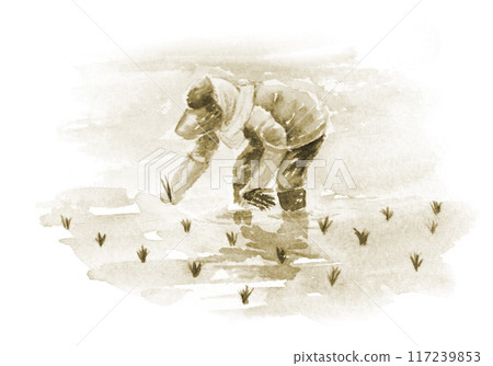 種植水稻的婦女，棕褐色 117239853