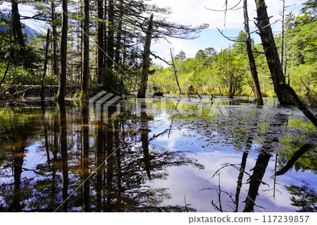 初秋的上高地,竹澤濕地 初秋的上高地,竹澤濕地 117239857