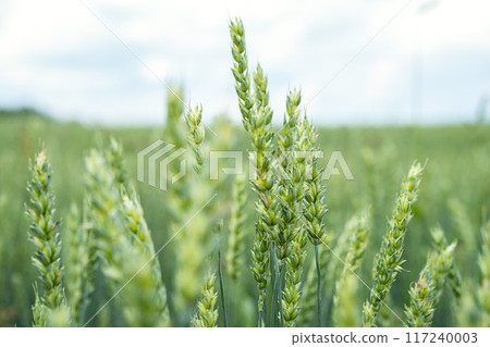 Close up of green wheat plants in field on cloudy day. 117240003