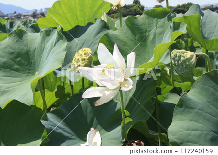 White Lotus Flower 117240159
