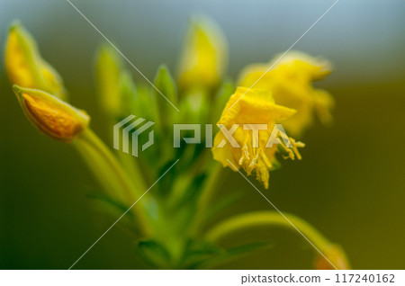 Wilted evening primrose 117240162