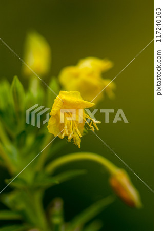 Wilted evening primrose 117240163