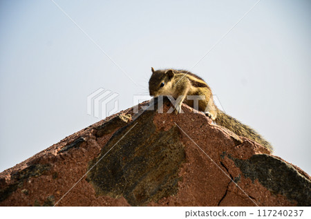 Squirrel Squirrel 117240237