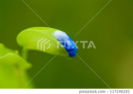 露草的芽 露草的芽 117240281