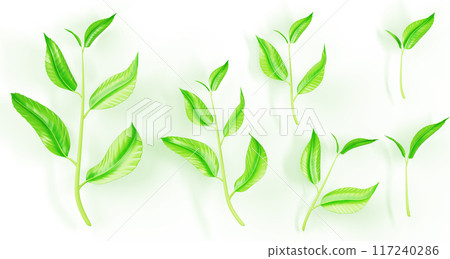 3d set of plant stem with green leaf. Seedling, sapling or sprout branch for design, advertising, organic agriculture, natural products isolated on background. Realistic render icons. 3D illustration 117240286