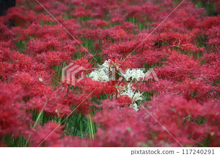 群集孤挺花 群集孤挺花 117240291
