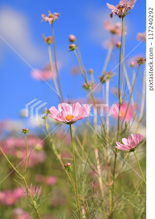 發光在藍天的波斯菊 發光在藍天的波斯菊 117240292