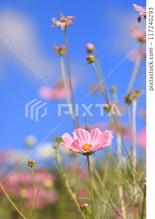 發光在藍天的波斯菊 117240293