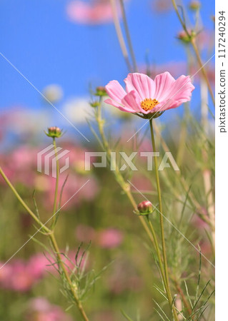 秋天藍天上閃耀的波斯菊 秋天藍天上閃耀的波斯菊 117240294