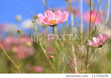 Cosmos shining in the autumn blue sky 117240296