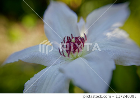 Clematis casagulma 的一朵花,有 6 個花瓣(萼片)。花語是「心靈之美」、「旅人的喜悅」、「甜蜜的束縛」。 Clematis casagulma 的一朵花,有 6 個花瓣(萼片)。花語是「心靈之美」、「旅人的喜悅」、「甜蜜的束縛」。 117240395