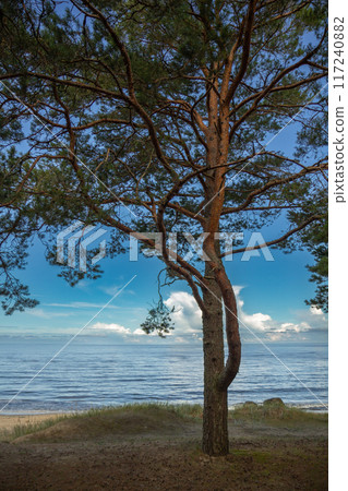 Classical Baltic beach landscape. Wild nature Classical Baltic beach landscape. Wild nature 117240882