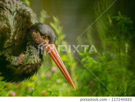 Detail close-up portrait of bird. Bird Black Stork 117240883