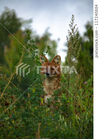 Ussuri dhole (Cuon alpinus alpinus), also known as the Indian wild dog. 117240884