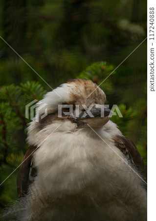 Kookaburra bird up close Kookaburra bird up close 117240888