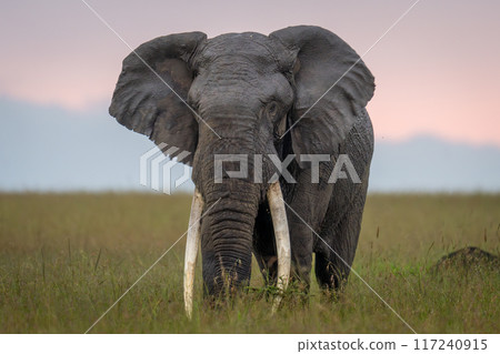 African bush elephant stands showing giant tusks African bush elephant stands showing giant tusks 117240915