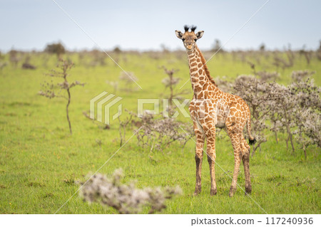 Baby Masai giraffe stands among whistling thorns Baby Masai giraffe stands among whistling thorns 117240936