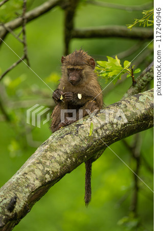 Baby olive baboon eats leaves looking down Baby olive baboon eats leaves looking down 117240946