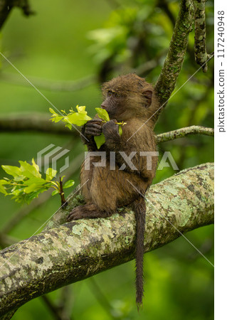 Baby olive baboon holding branch in tree Baby olive baboon holding branch in tree 117240948