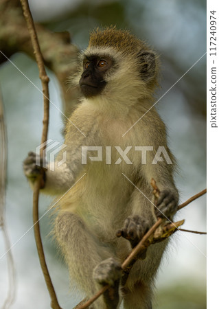 Baby vervet monkey with catchlights holds branches 117240974