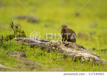 Banded mongoose watching camera from lichen-covered rock 117240981