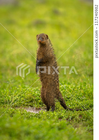 Banded mongoose watching camera on hind legs 117240982