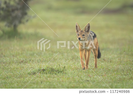 Black-backed jackal approaches camera on dewy grass 117240986