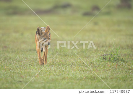 Black-backed jackal approaches camera over dewy grass 117240987