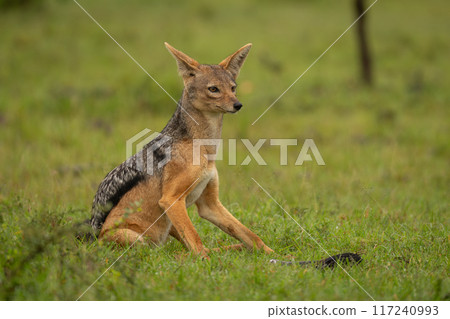 Black-backed jackal sits on grass near tree 117240993
