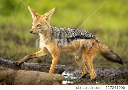 Black-backed jackal stands by dead hippo carcase Black-backed jackal stands by dead hippo carcase 117241000