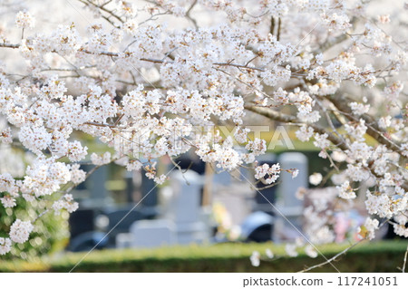 櫻花盛開的墓地 117241051