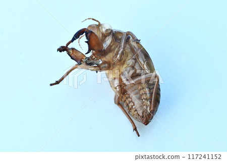 Cicada shells: a seasonal feature of summer Cicada shells: a seasonal feature of summer 117241152