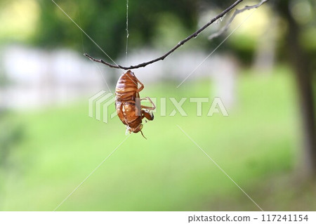 Cicada shells: a seasonal feature of summer 117241154
