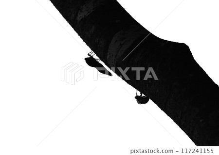 蟬殼，夏季傳統 117241155