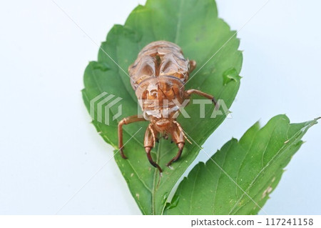 蟬殼，夏季傳統 117241158