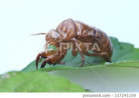 蟬殼,夏季傳統 蟬殼,夏季傳統 117241159
