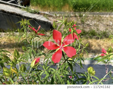 Autumn leaves mallow Momijiaoi 117241182