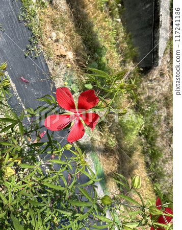 Autumn leaves mallow Momijiaoi Autumn leaves mallow Momijiaoi 117241186