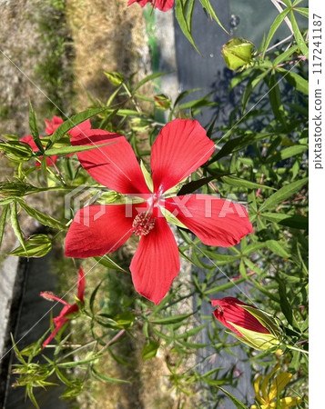 Autumn leaves mallow Momijiaoi 117241187