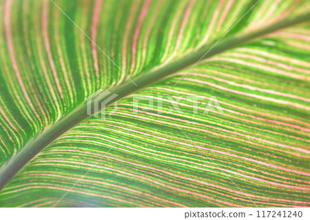 Leaf pattern 117241240