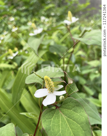 田野裡盛開的杜庫達米 117241364
