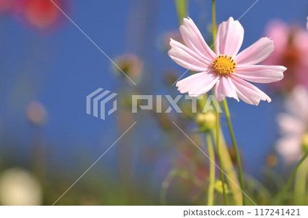 發光在藍天的波斯菊 發光在藍天的波斯菊 117241421