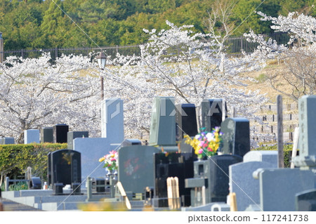 櫻花盛開的墓地 117241738