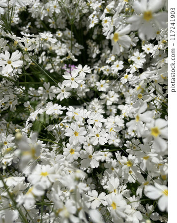 White flowers Primula malacoides 117241903
