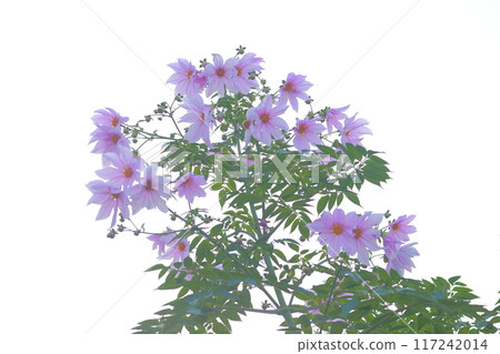 Emperor Dalia Emperor Dalia 117242014