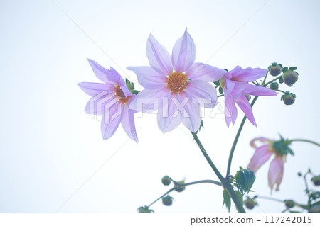 Emperor Dalia Emperor Dalia 117242015