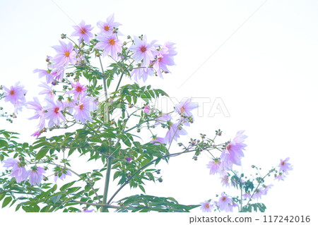 Emperor DahliaEmperor Dahlia 117242016