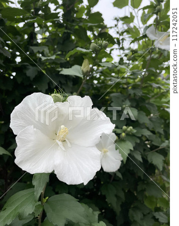 White miracle White miracle 117242051