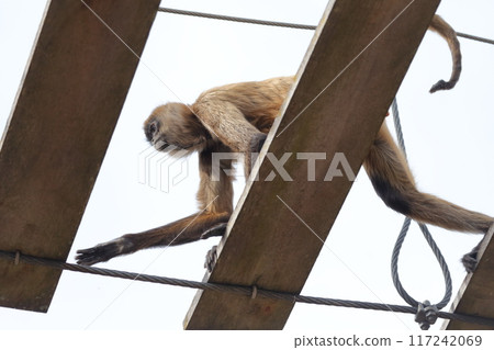 Spider monkey (Acanthurus geoffroyi) crossing a wooden suspension bridge 117242069