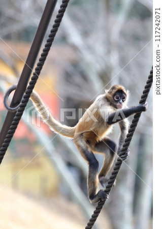 Spider Monkey, Geoffroy's Spider Monkey 117242071